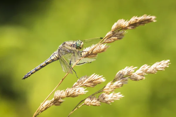 Écumoire Queue Noire Orthetrum Cancellatum Est Une Libellule Europe Asie — Photo