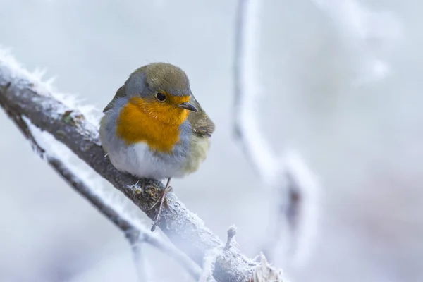 Robin Europeu Erithacus Rubecula Cantando Ramo Neve Durante Temporada Inverno — Fotografia de Stock