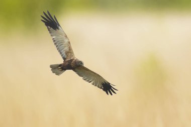 Erkek Batı marsh harrier, sirk aeruginosus, arama ve üstündeki bir alan avcılık uçuş bir yırtıcı kuş