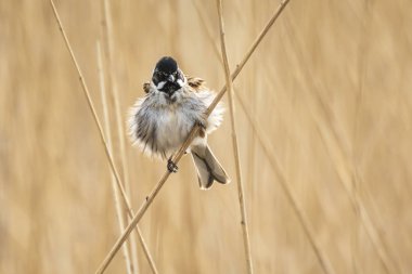 Bir ortak reed kiraz kuşu kuş Emberiza schoeniclus bir şarkı söylerken bir kamış tüy kamış australis closeup. Bulutlu bir günde bahar sezonu nedeniyle sert rüzgarlar sallayarak reed yataklar.