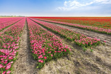 Renkli Hollanda Lale çiçek açan bir çiçek alan ve bir yel değirmeni Hollanda'da güneşli mavi gökyüzü altında pembe