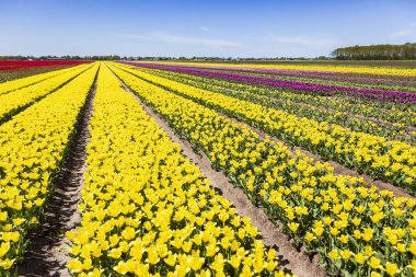 Sarı Hollanda Lale çiçek alan: Drenthe, Netherlands bahar mevsiminde mavi gökyüzü