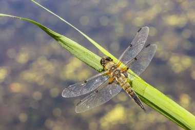 Close-up of a four-spotted chaser (Libellula quadrimaculata) or four-spotted skimmer dragonfly resting in sunlight on green reeds. clipart