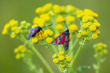 Bir altı-spot burnet closeup kelebek Zygaena filipendulae, gündüz ragwort sarı çiçekler Jacobaea vulgaris tozlaşmayı.