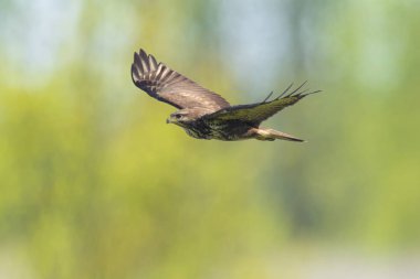 Bayağı şahin, Buteo Buteo, uçuşta, arama için bir av yaz yeşil alanının üstündeki hovering.