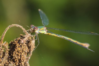 Zümrüt kızböcekleri veya bir av yeme Batı söğüt spreadwing Chalcolestes viridis willow