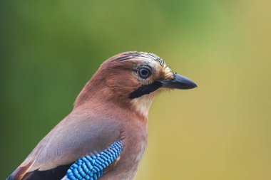 Bayağı alakarga kuş Garrulus glandarius closeup bir dal üzerinde tünemiş