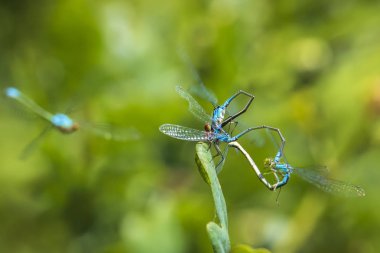 Bir kalp içinde bir küçük kırmızı kızböcekleri erkek ve dişi Erythromma viridulum closeup çift çiftleşme tekerlek güneşli bir günde şeklinde.