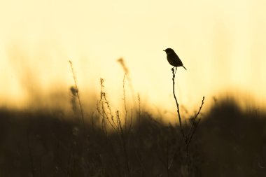 Siluet bir stonechat kuş, Saxicola rubicola, sabah güneşin yakın çekim