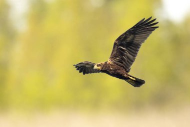 Kadın Batı marsh harrier, sirk aeruginosus, arama ve üstündeki bir alan avcılık uçuş bir yırtıcı kuş