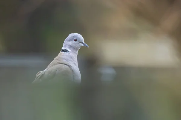 Closeup Eurasian Collared Dove Streptopelia Decaocto Bird Perched Garden Fence — Stock Photo, Image
