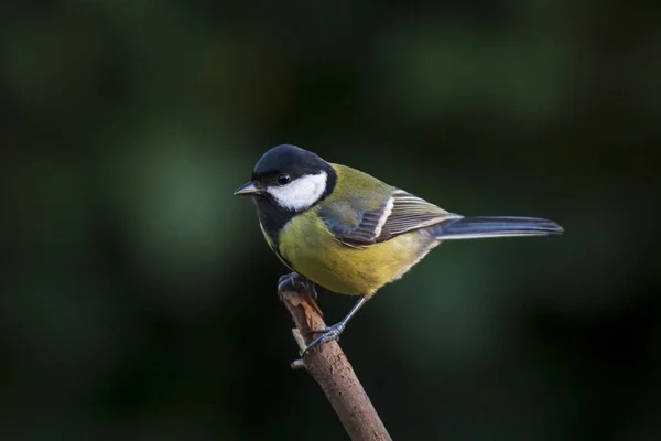 Portrait Rapproché Grand Oiseau Mésange Parus Major Perché Sur Bois — Photo