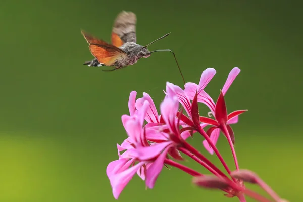 Side view of a hummingbird hawk-moth (Macroglossum stellatarum) feeding on a pink flower in a vibrant meadow