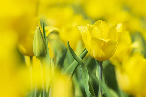 Nahaufnahme Von Blühenden Bunten Frischen Gelben Holländischen Tulpen Einem Blumenfeld — Stockfoto