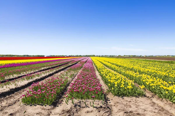 Dutch Tulips Flowers Field Blue Sky Spring Season Drenthe Netherlands — Stock Photo, Image