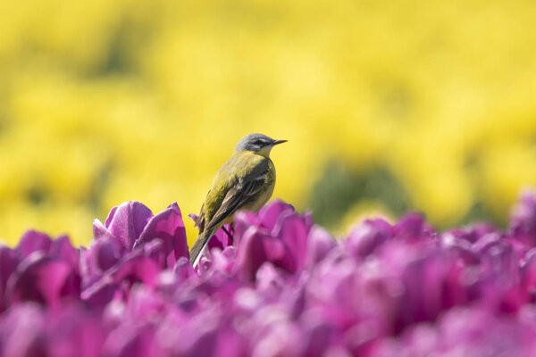 Closeup of a male western yellow wagtail bird (Motacilla flava) singing in a meadow or field with colorful yellow and purple tulips blooming on a sunny day during spring season.