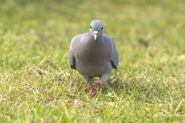 Nahaufnahme Einer Wilden Taube Columba Livia Domestica Auf Einer Grünen — Stockfoto