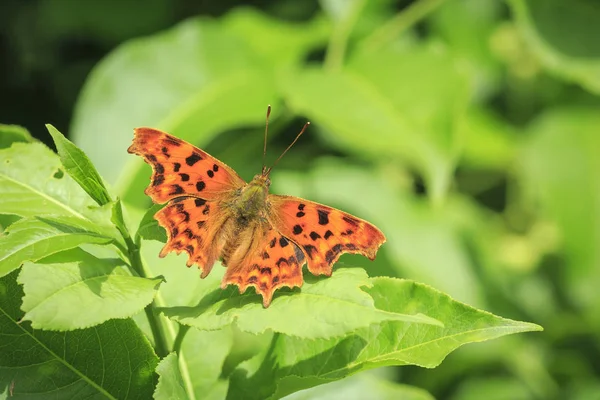 Bir Orman Bitki Örtüsü Üzerinde Dinlenme Virgülle Kelebek Polygonia Albüm — Stok fotoğraf