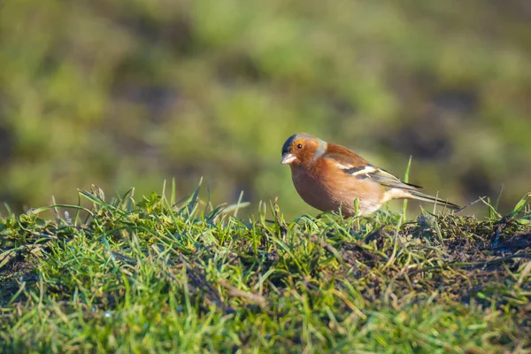 Primer Plano Pájaro Pinzón Macho Fringilla Coelebs Alimentándose Prado Hierba — Foto de Stock