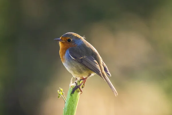 Europeu Robin Erithacus Rubecula Poleiro Campo Com Bela Luz Solar — Fotografia de Stock