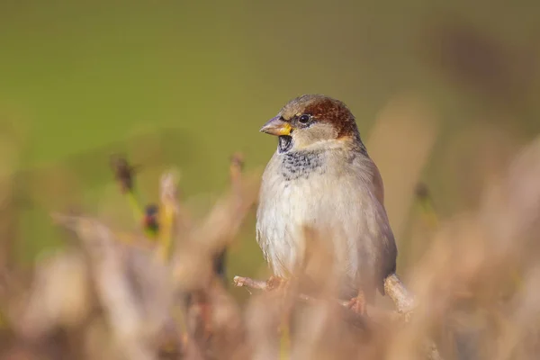 Primer Plano Pájaro Pájaro Espantapájaros Macho Domesticus Forrajeando Seto Durante — Foto de Stock