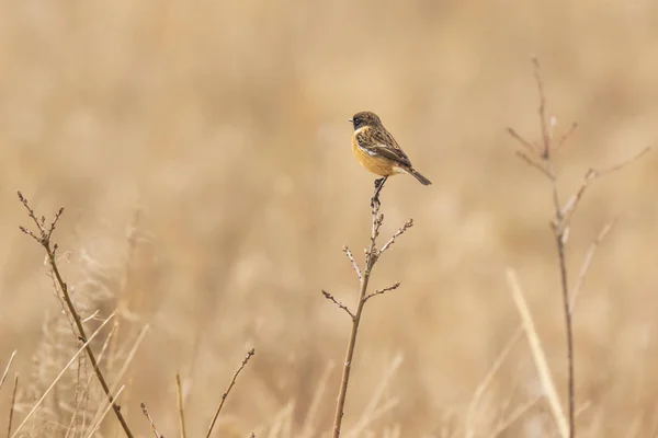 Férfi Stonechat Madár Saxicola Rubicola Közeli Hogy Reggeli Napsütés — Stock Fotó