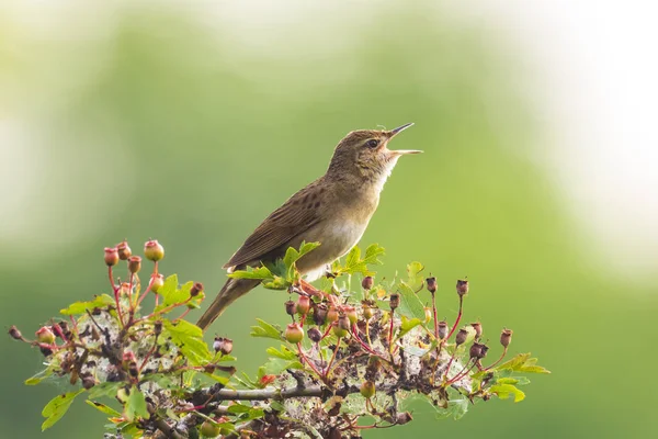 Gemensamma Gräshoppa Skogssångare Brun Songbird Locustella Naevia Parning Trädgren Våren — Stockfoto