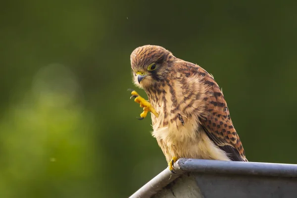 Retrato Close Uma Fêmea Kestrel Comum Falco Tinnunculus Descansando Preendendo — Fotografia de Stock