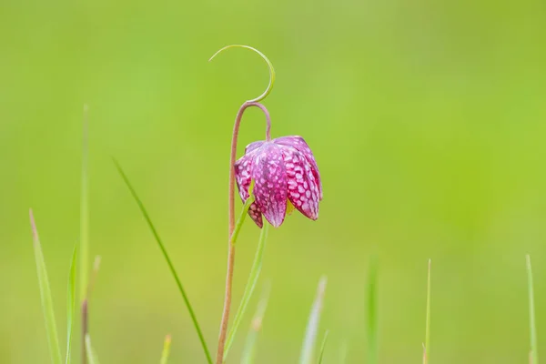 Primer Plano Par Fritillaria Meleagris Púrpura Bosque Prado Verde Temporada — Foto de Stock