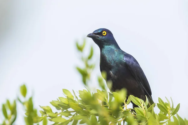 Oiseau Étoilé Brillant Ventre Noir Lamprotornis Corruscus Perché Sur Une — Photo