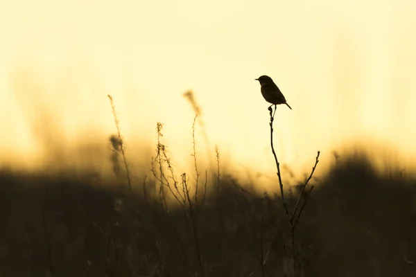 Silhouette Uccello Stonechat Saxicola Rubicola Primo Piano Sole Del Mattino — Foto Stock
