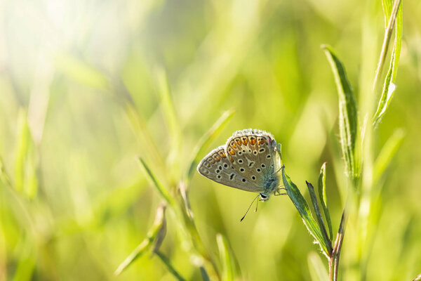 Closeup of a Common Blue butterfly, Polyommatus icarus, resting in a meadow