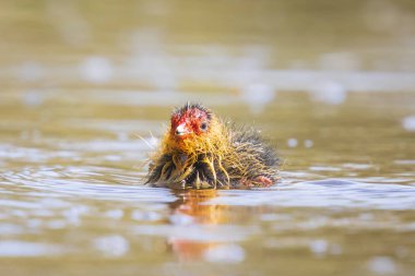 Avrasya coot, Fulica atra, kırmızı kafa ve siyah gövde yüzme ile piliç. Düşük görüş, canlı renkler ve güneş ışığı.