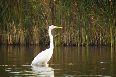Bir büyük ak balıkçıl Ardea alba uçuşta, Closeup bir göl günbatımı sırasında Balık tutma