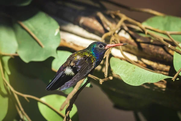 The white-chinned sapphire Hylocharis cyanus, hummingbird perched on a branch. The male has a prussian blue head and is green with a red beak