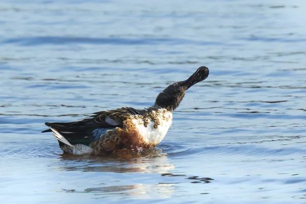 Bayağı Kaşıkgaga Kuşları Spatula Clypeata Veya Bir Göl Kenarında Anas — Stok fotoğraf