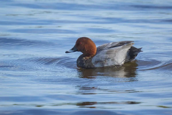 Primer Plano Pato Común Macho Aythya Ferina Nadando Agua Azul — Foto de Stock