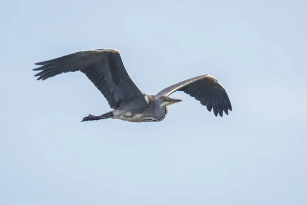 Great Blue Heron Ardea Herodias Sjöfåglar Fågel Flykten Med Sina — Stockfoto
