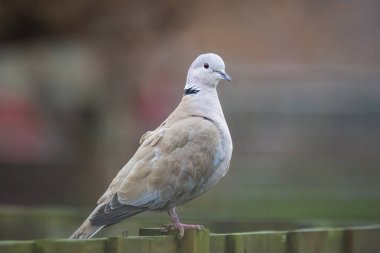 Yakalı Avrasya Streptopelia decaocto tünemiş closeup güvercin
