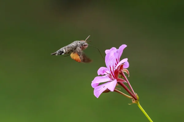 hummingbird hawk-moth Macroglossum stellatarum feeding on pink f