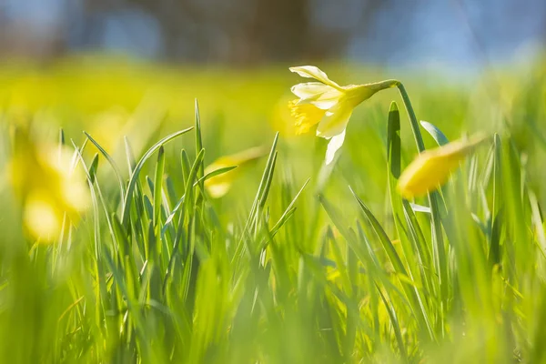 Gelbe Narzissenblüte oder geliehene Lilie, Narzisse pseudonarcissus, — Stockfoto