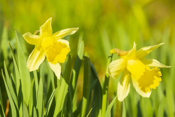 Gelbe Narzissenblüte oder geliehene Lilie, Narzisse pseudonarcissus, — Stockfoto