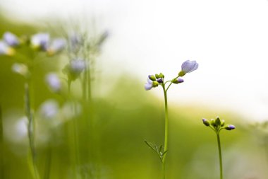 Cuckooflower Cardamine pratensis abstract, oluşturma USI soyut