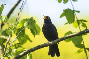 Blackbird (turdus merula) singing in a tree clipart