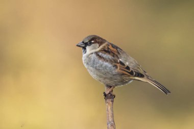 Foragin bir erkek ev serçe kuşu (passer domesticus) closeup