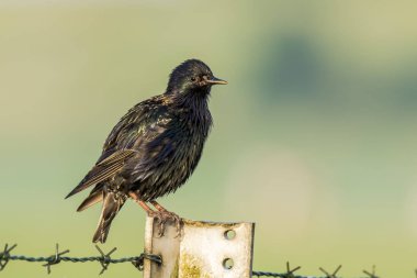Erkek ortak sığırcık kuşu güzel plumag ile Sturnus vulgaris