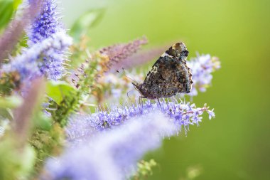 Kırmızı Amiral kelebek, mavi çiçekler üzerinde Vanessa atalanta