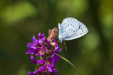 Closeup besleme holly mavi Celastrina argiolus kelebek 