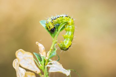 Kutusunu ağaç güve caterpillar, Cydalima perspectalis, portre