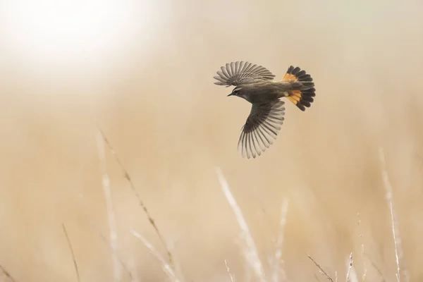 Bluethroat Luscinia svecica siyanekül sazlıkların üzerinde uçuyor — Stok fotoğraf
